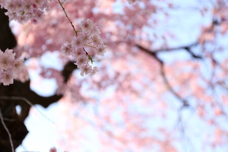 Cherry blossom spring cherry flowers