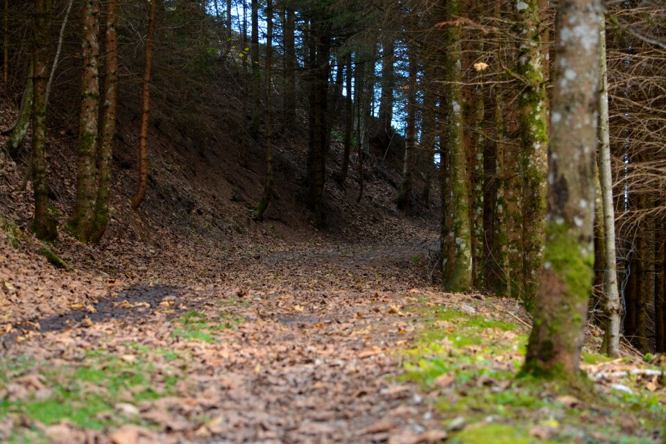 Forest path forest leaves photo