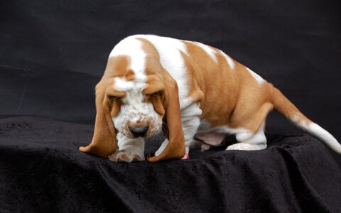 Basset dog fold