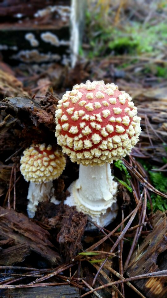 Autumn forest mushroom