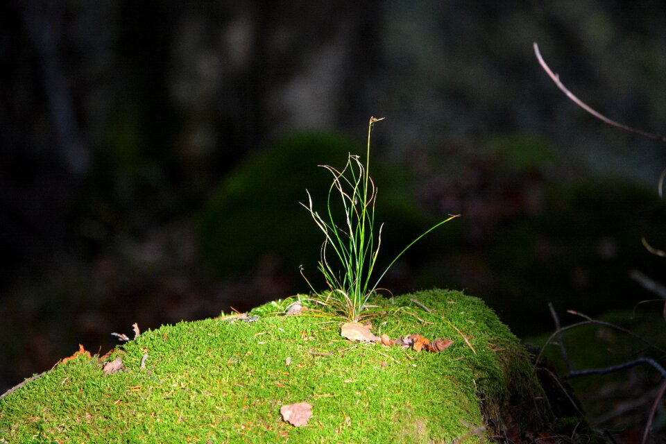 Nature grow sprout