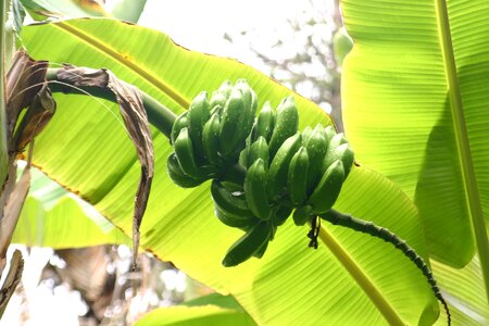 Plant green tropical photo