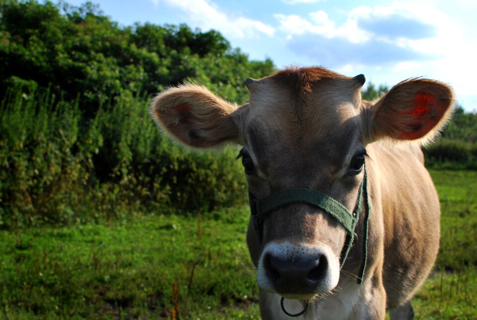 Grass livestock field
