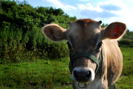 Grass livestock field