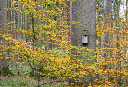 Nest autumn forest photo