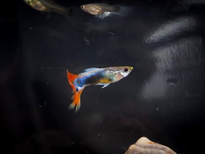Fish tropical fish goofy
