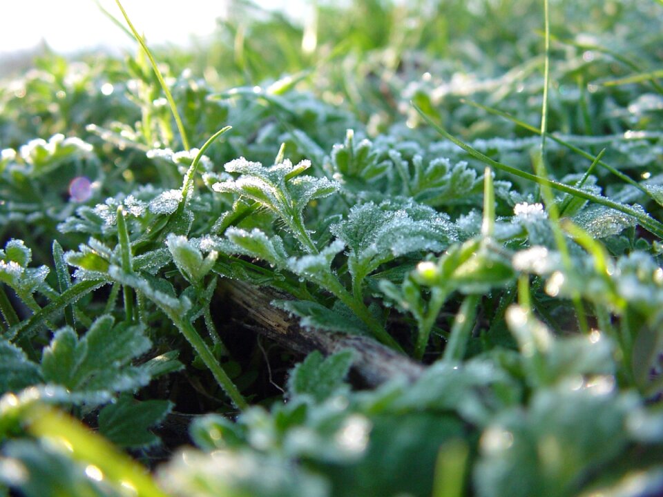 Plant leaves of grass macro