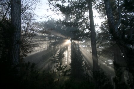 Autumn mood black pine forest foggy photo