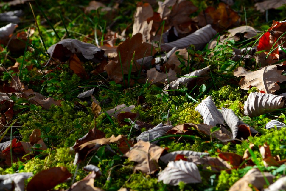 Nature forest floor autumn