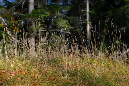 Forest meadow nature