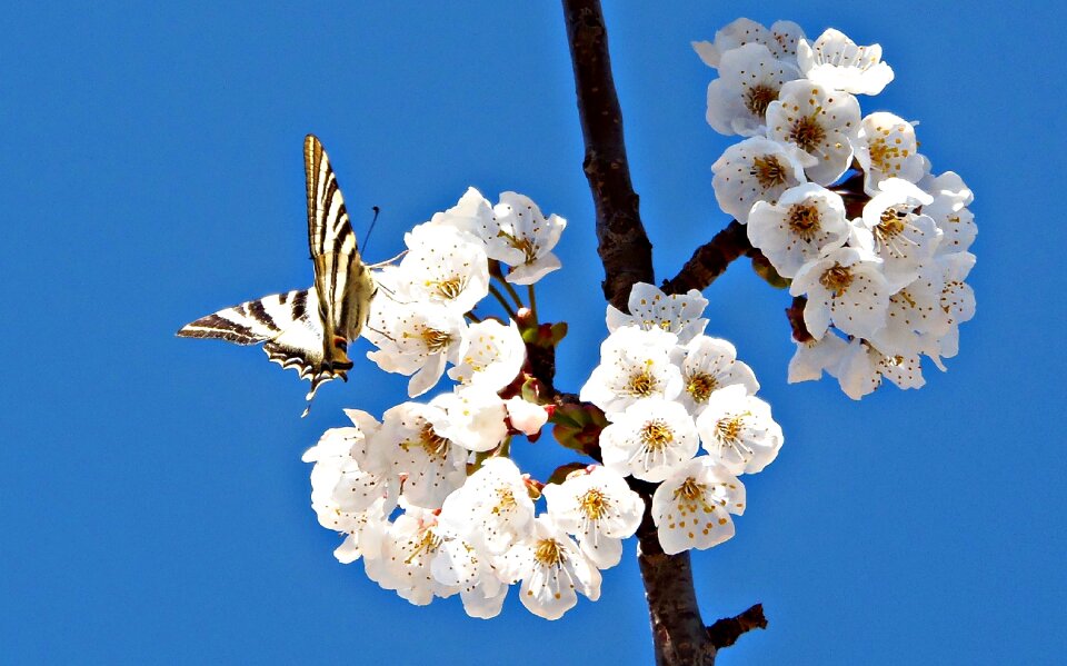 Nature flower tree