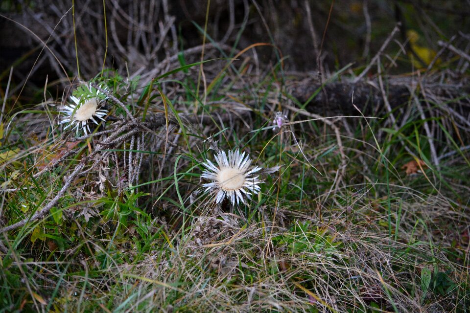 Silberdisteln forest nature