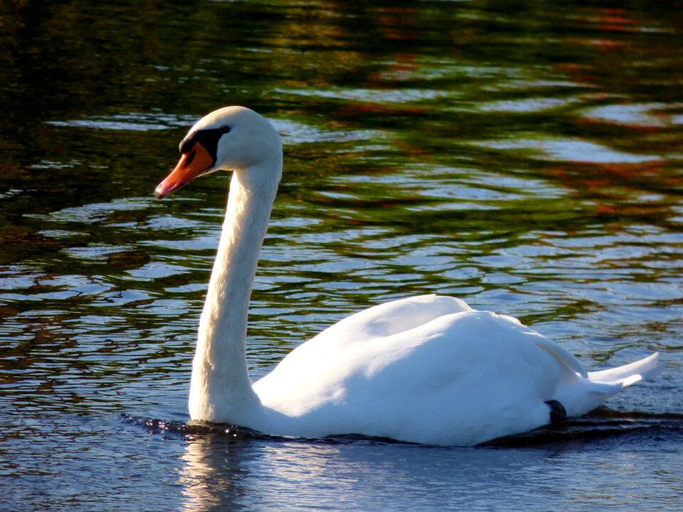 Animals nature swimming