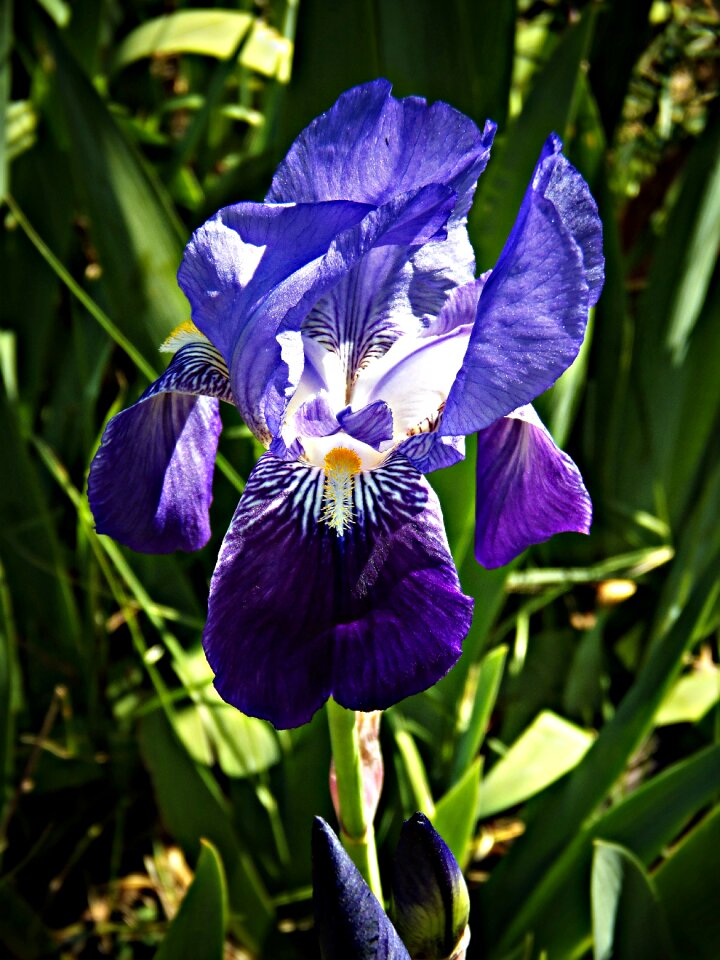 Wild flower nature