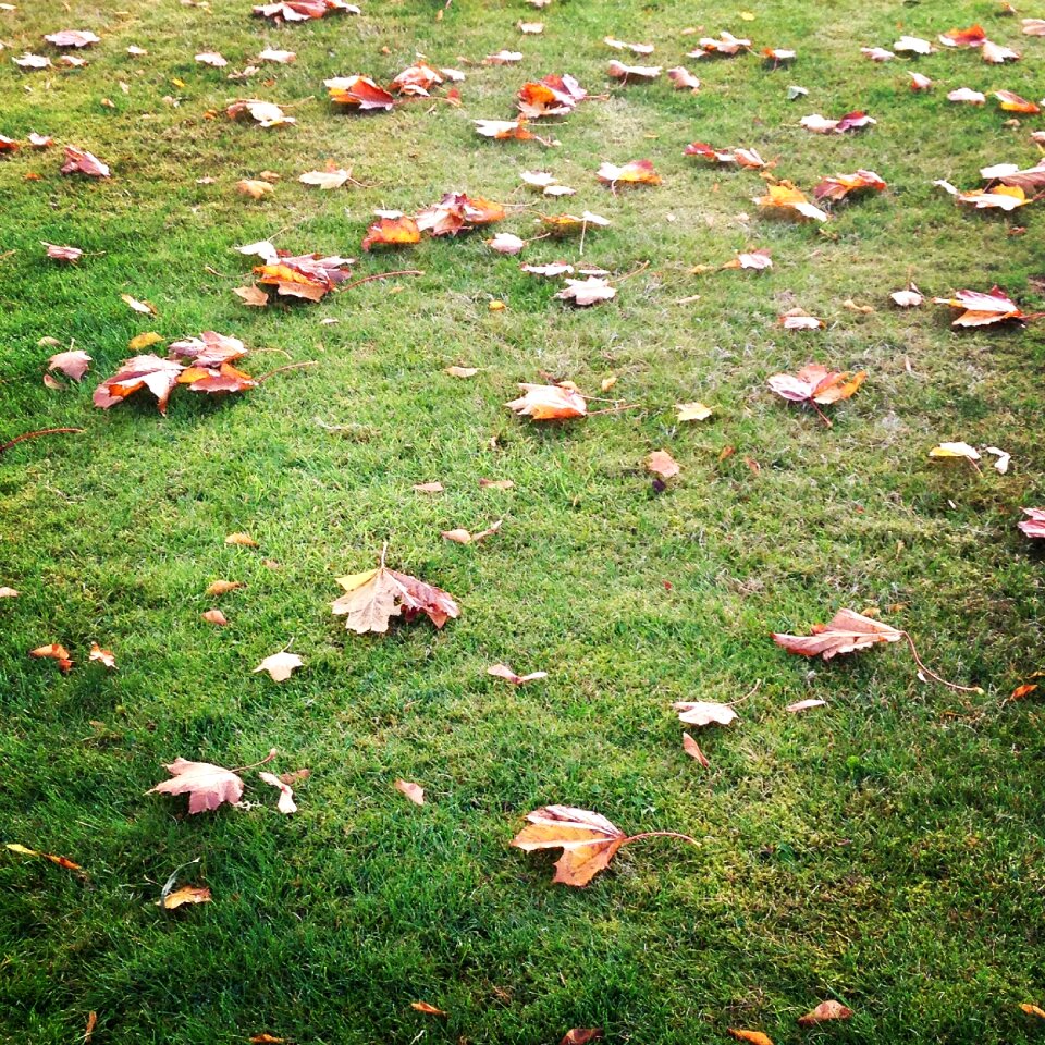 Leaves grass