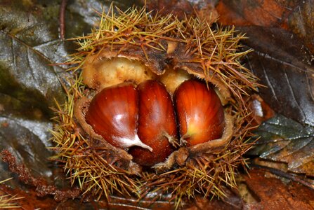 Nature autumn bolster