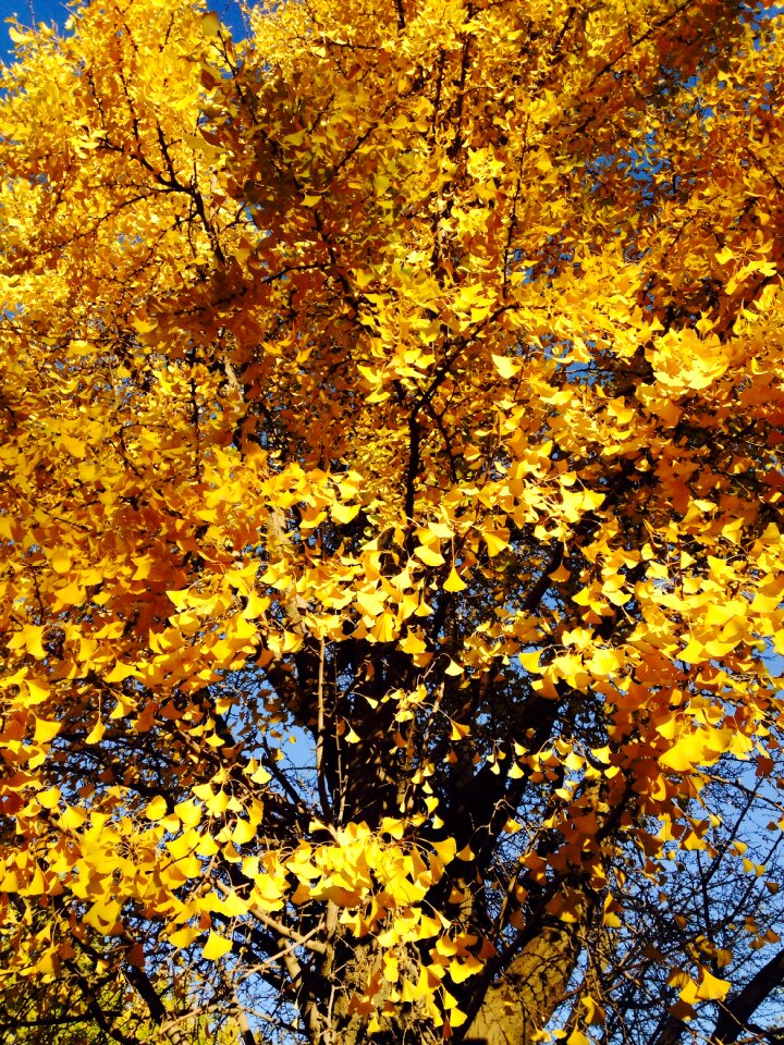 Ginkgo ginkgo trees yellow ginkgo tree