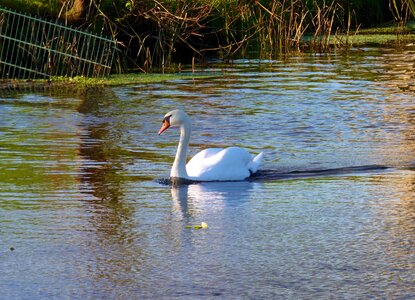 Animals nature swimming