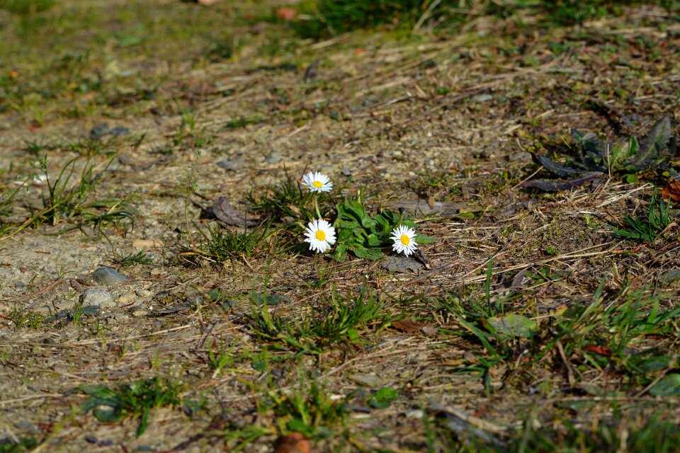 Daisy flowers white