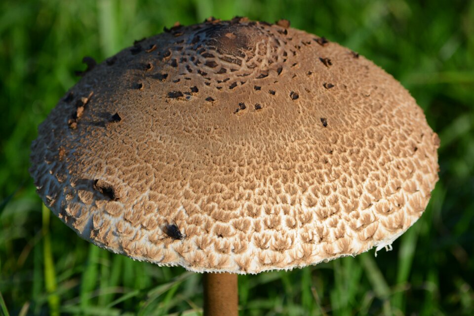 Mushroom nature autumn