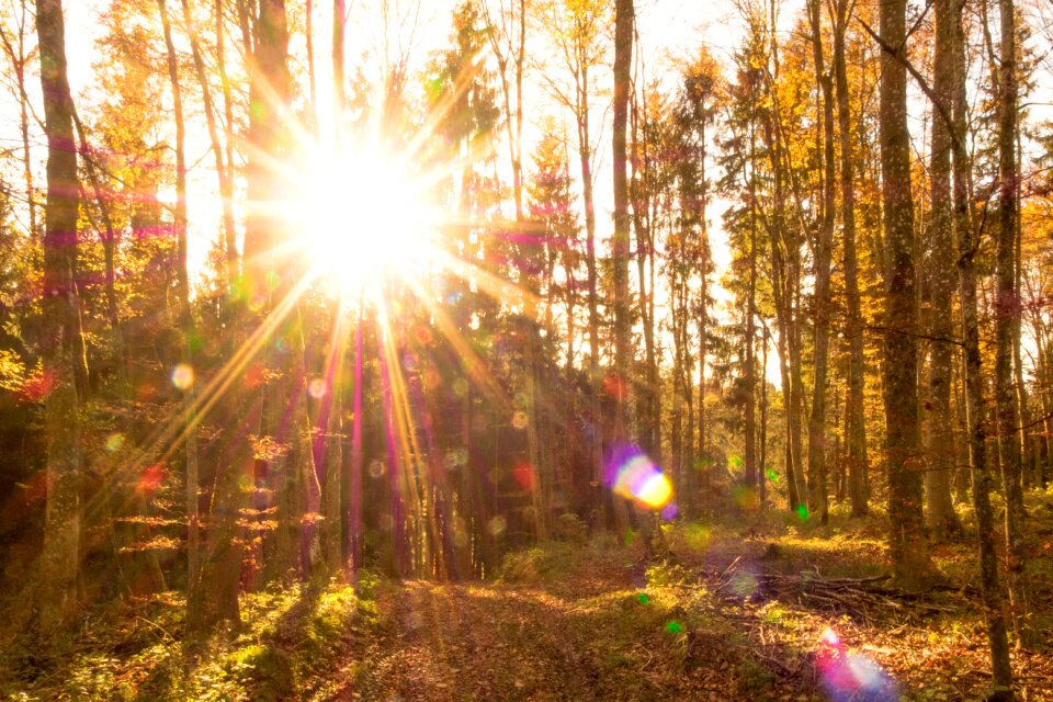 Sun backlighting trees photo