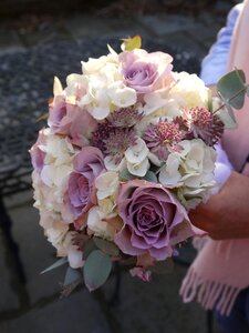 Bridal pink rose photo