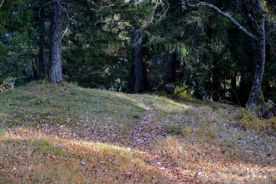 Forest leaves nature