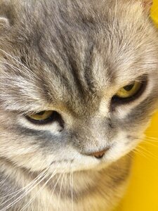 Grey kitten closeup photo