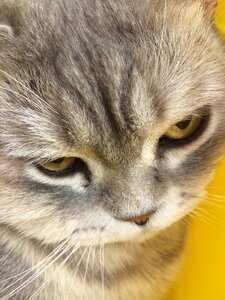 Grey kitten closeup