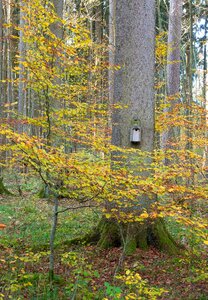 Nest autumn forest photo