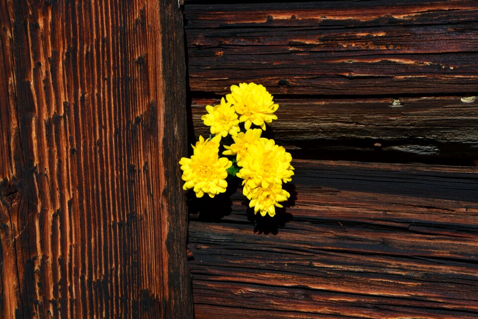 Yellow wood brown