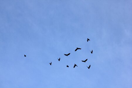 Silhouettes blue fly photo