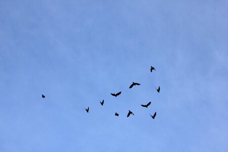 Silhouettes blue fly