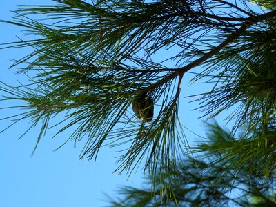 Twig branch nature photo