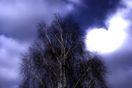 Tree job the evening sky