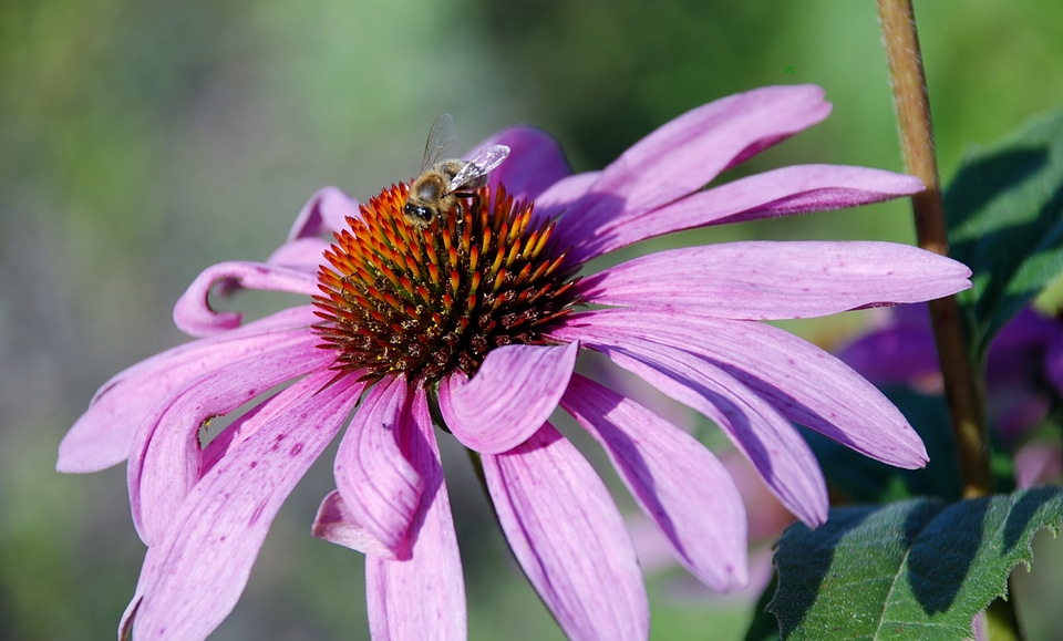 Anemones leaf nature
