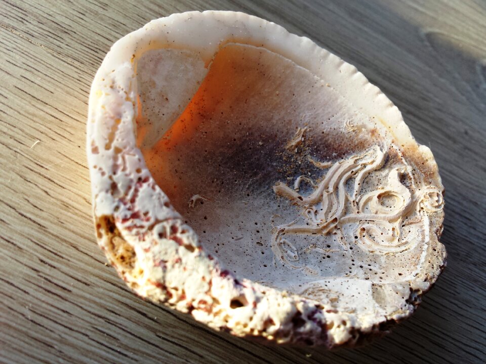 Sea shelve white pink