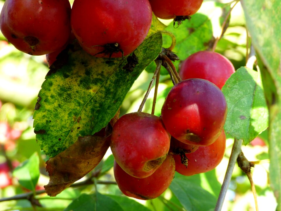 Garden nature green foliage
