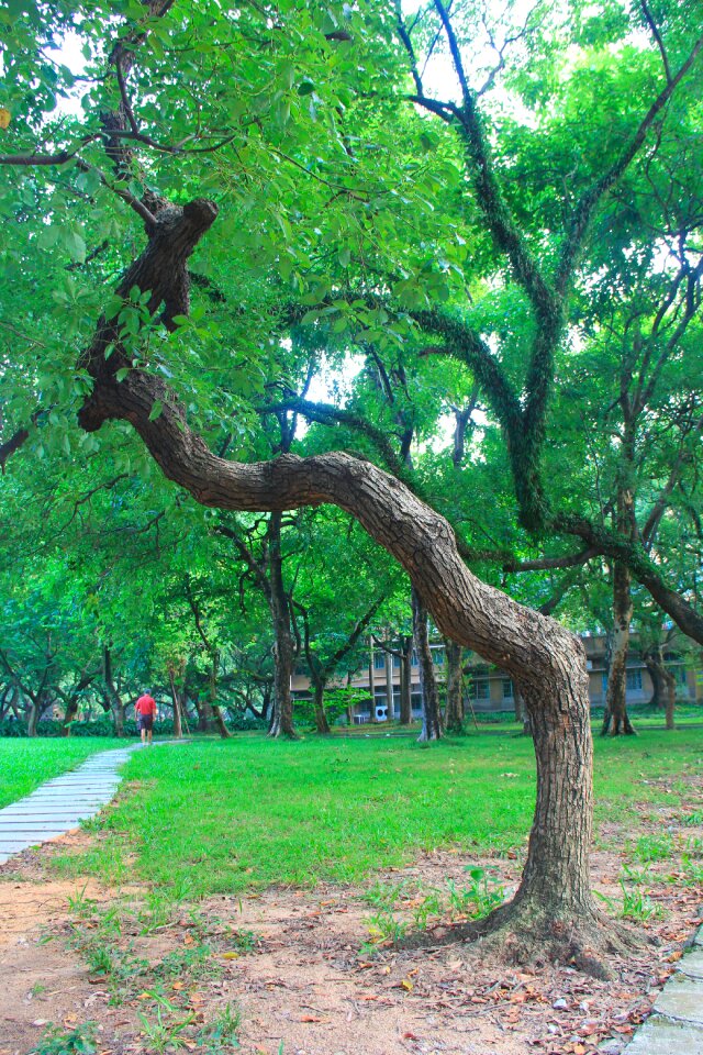 Green tree campus