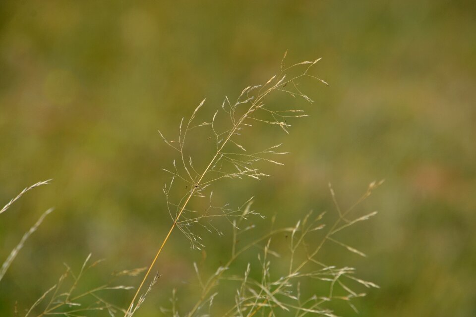 Grasses nature close up