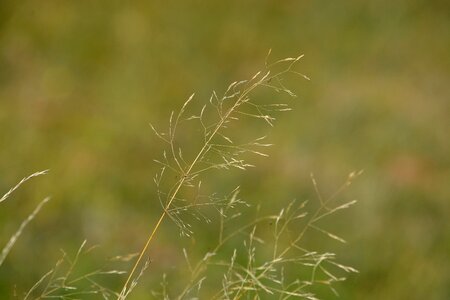 Grasses nature close up photo