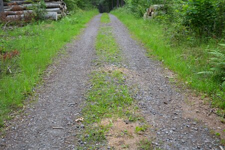 Grass road green