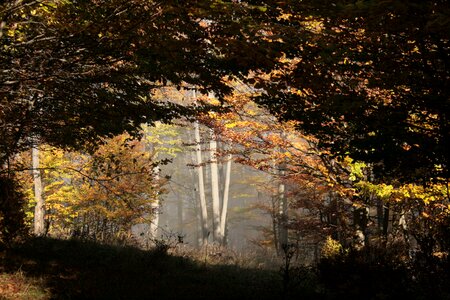 Autumn mood deciduous tree sonnenduchflutet