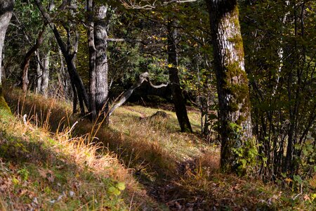 Forest away nature