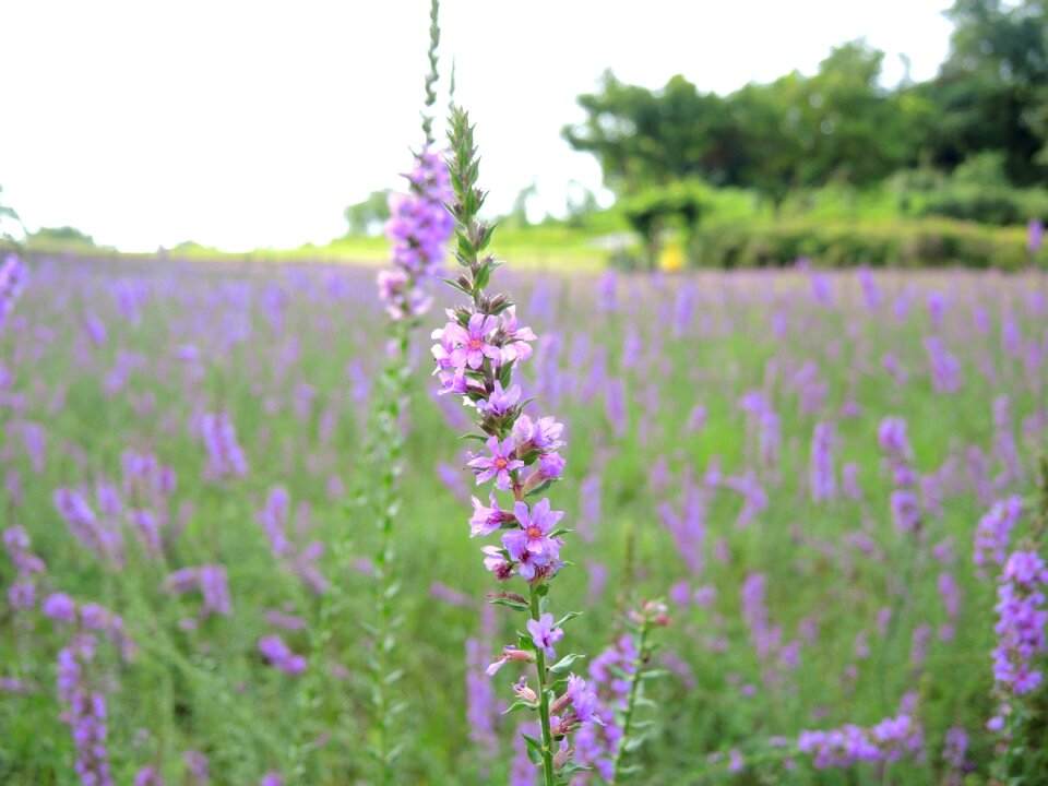Purple lavender flowers