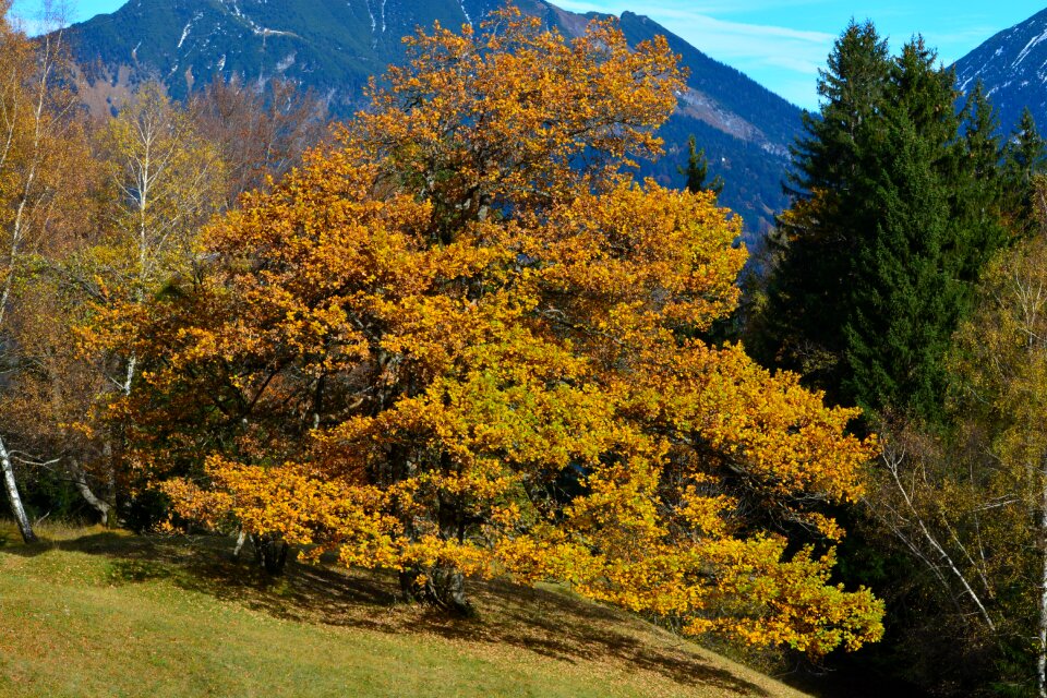 Tree forest mountains