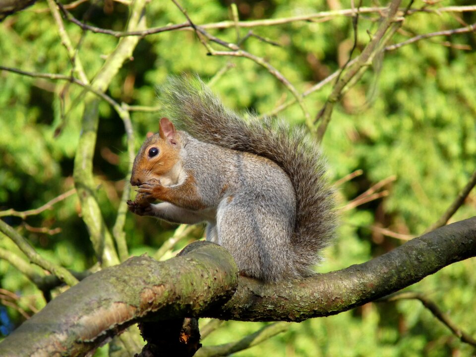Nature animal cute