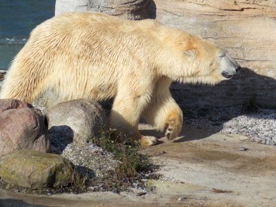 Zoo mammal predator
