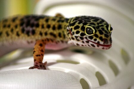 Nature creature reptile