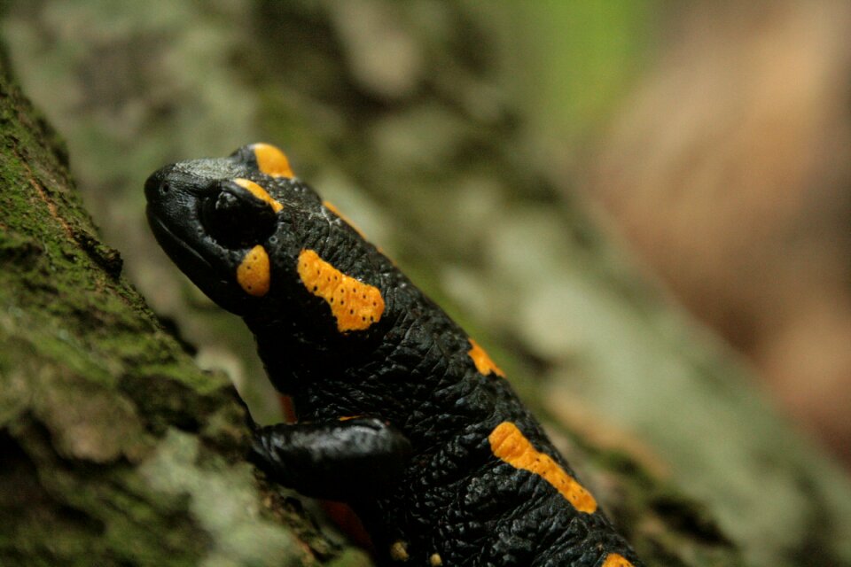 Newt amphibian nature